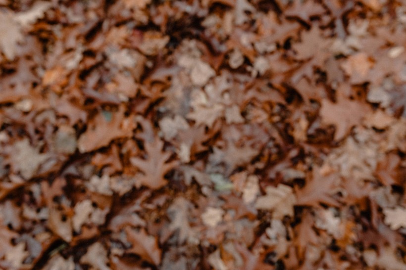 秋天森林的各个角落特写图片(12张)