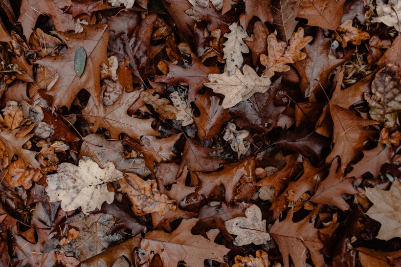秋天森林的各个角落特写图片(12张)