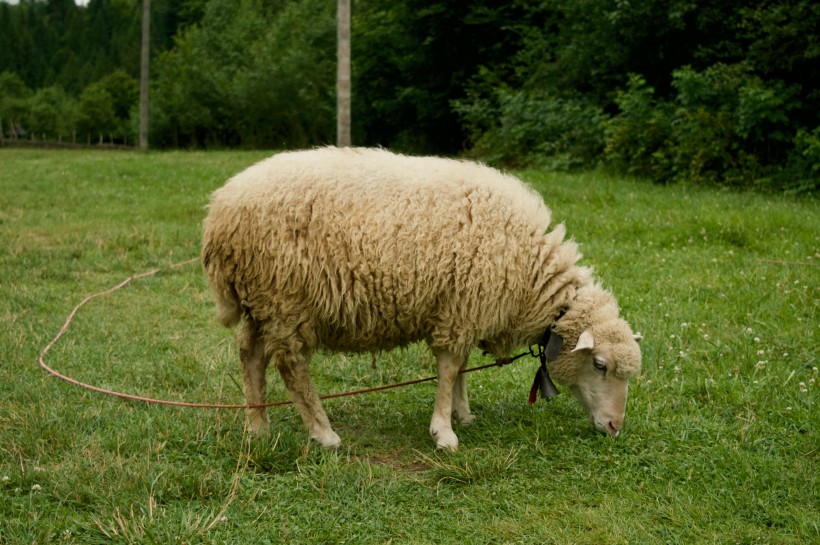 毛绒绒的绵羊图片(11张)