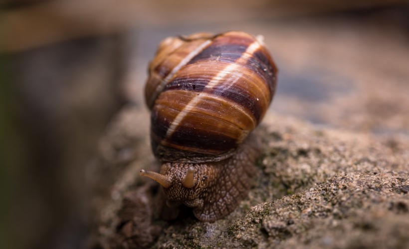 背着壳的蜗牛图片(10张)