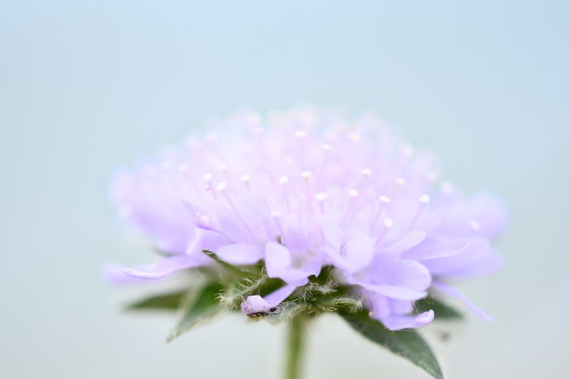 清新淡雅的花朵图片(9张)