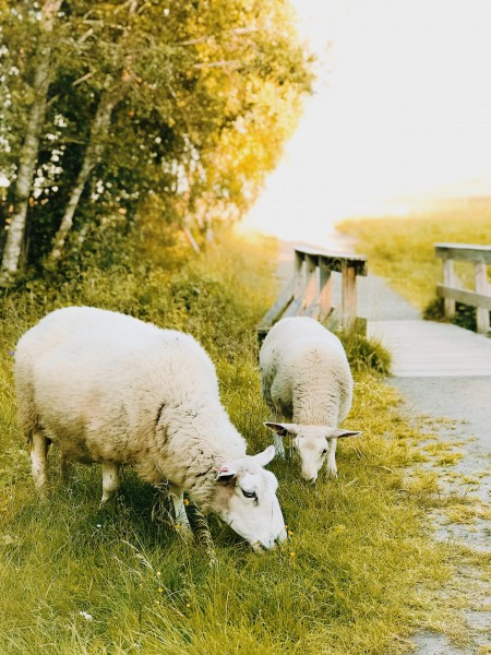 毛绒绒的绵羊图片(11张)