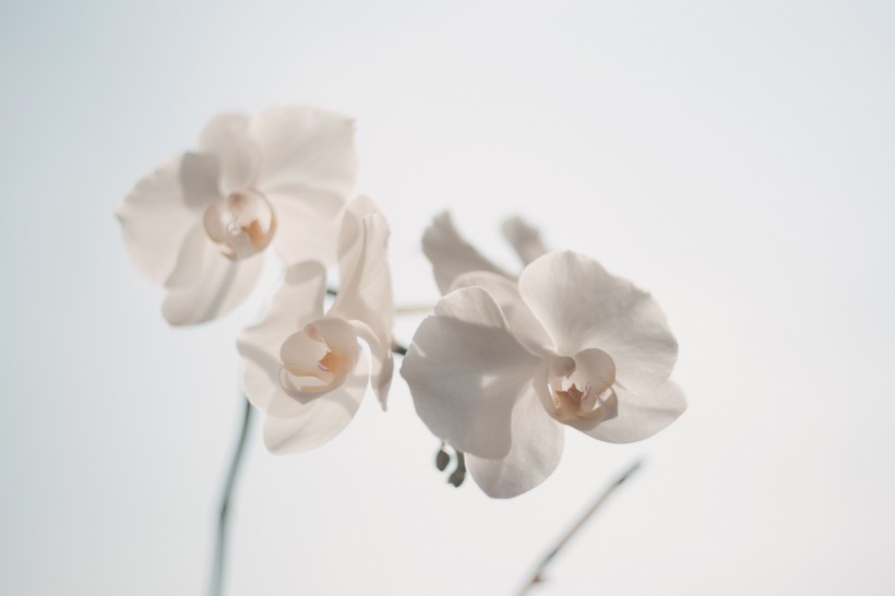 清新淡雅的花朵图片(9张)