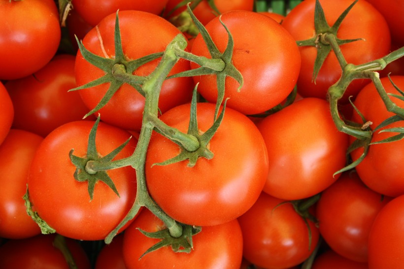 红色的西红柿图片(11张)
