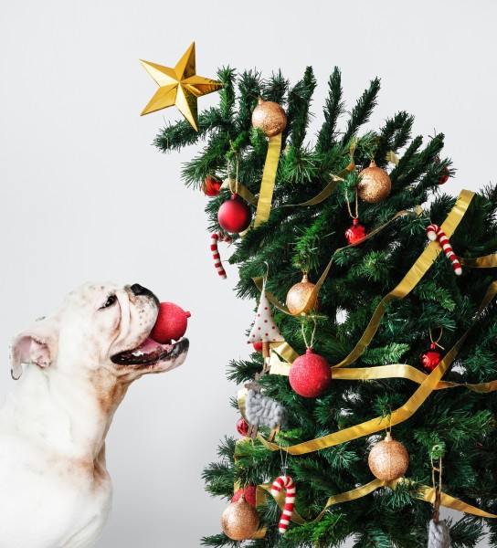 圣诞装扮的狗狗图片(10张)