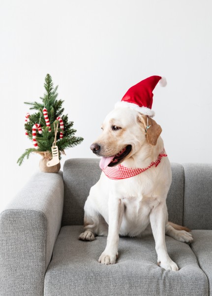 圣诞装扮的狗狗图片(10张)