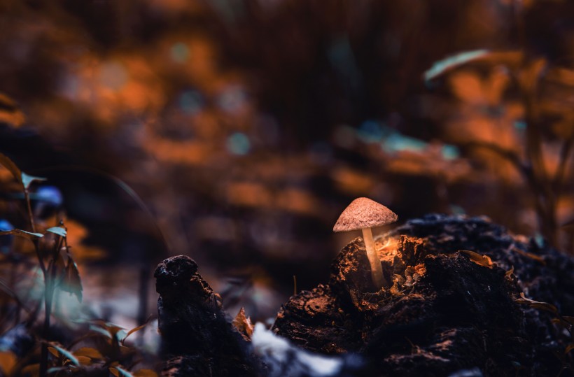 野生的蘑菇图片(12张)
