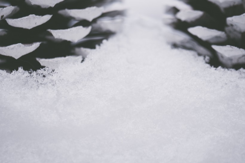 雪地上的干松果图片(11张)