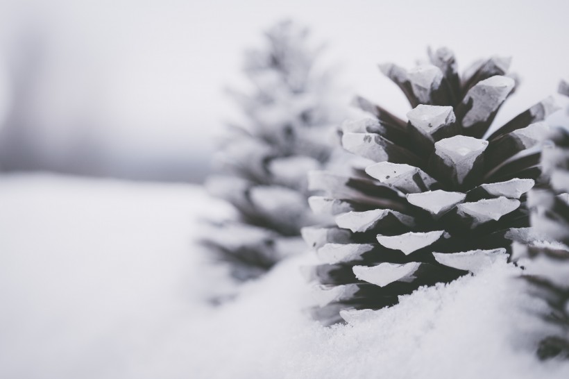 雪地上的干松果图片(11张)