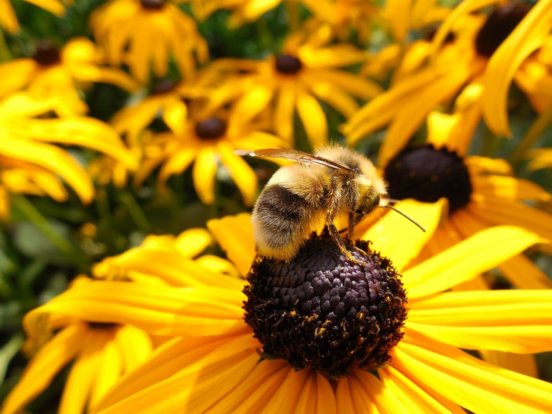 采蜜的蜜蜂图片(14张)