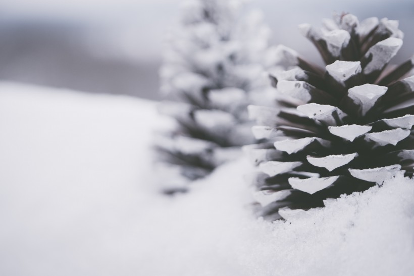 雪地上的干松果图片(11张)