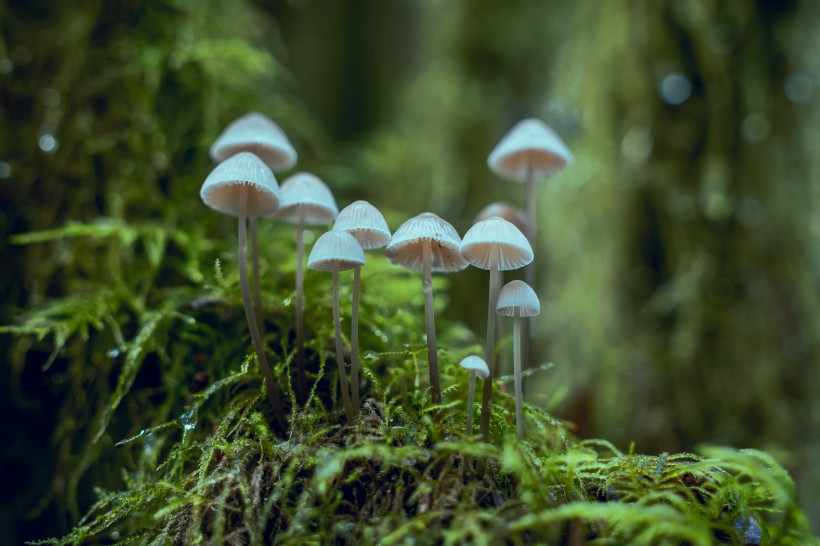 郊外的野蘑菇图片(12张)