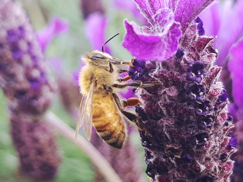 采蜜的蜜蜂图片(14张)