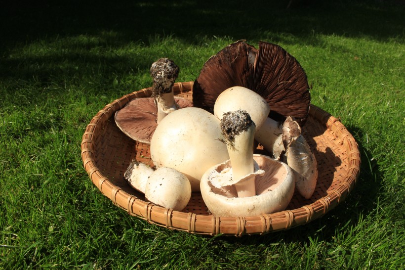 食用蘑菇图片(10张)