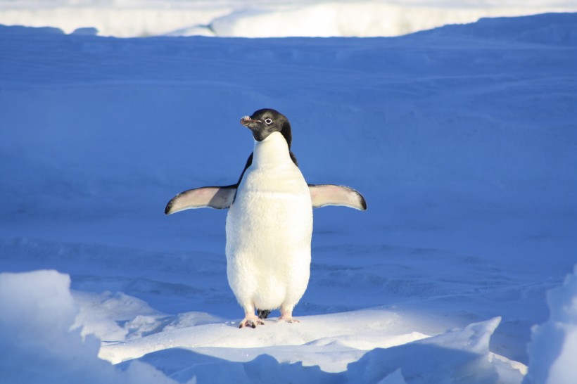 呆萌的企鹅图片(18张)