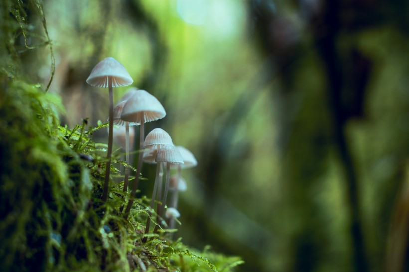 郊外的野蘑菇图片(12张)