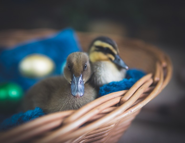 可爱的小鸭图片(10张)