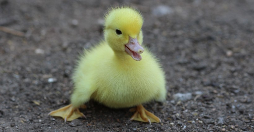 可爱的小鸭图片(10张)