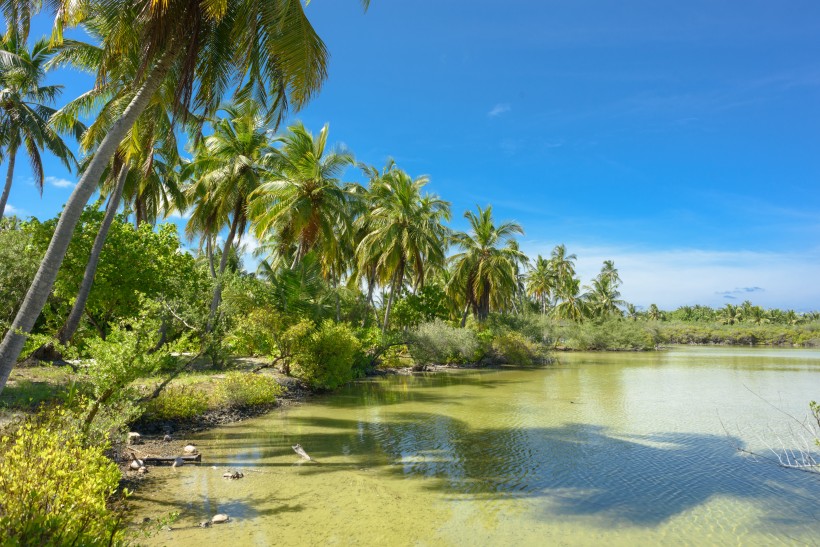 热带椰子树图片(10张)