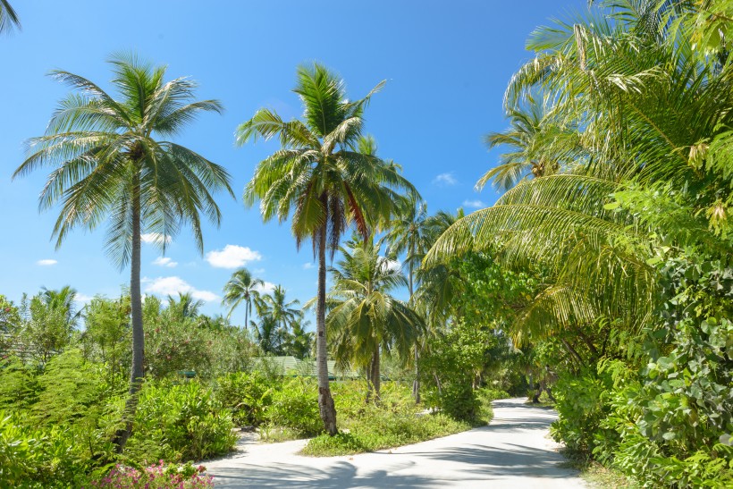 热带椰子树图片(10张)