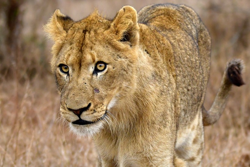 草原上的母狮子图片(11张)