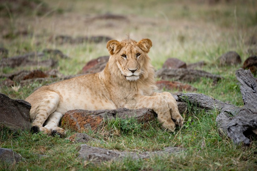 草原上的母狮子图片(11张)