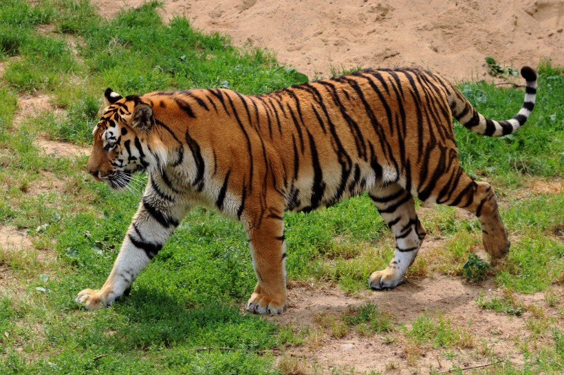 体格健壮的老虎图片(12张)