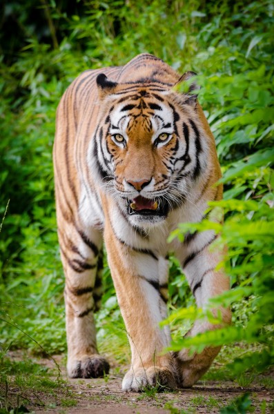 体格健壮的老虎图片(12张)