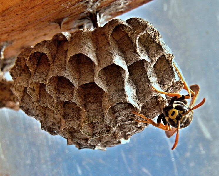 剧毒的黄蜂图片(10张)