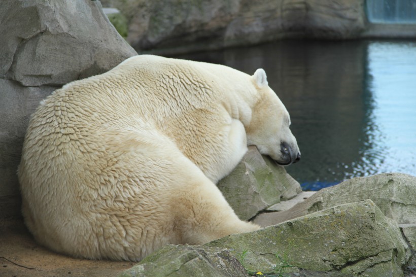 憨态可掬的北极熊图片(13张)
