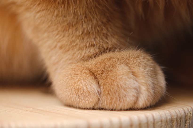 毛绒绒的猫爪子图片(11张)