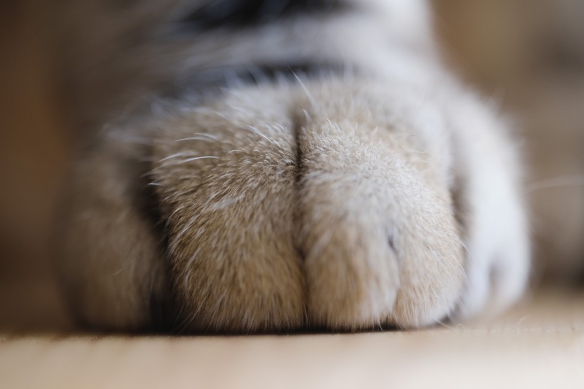 毛绒绒的猫爪子图片(11张)