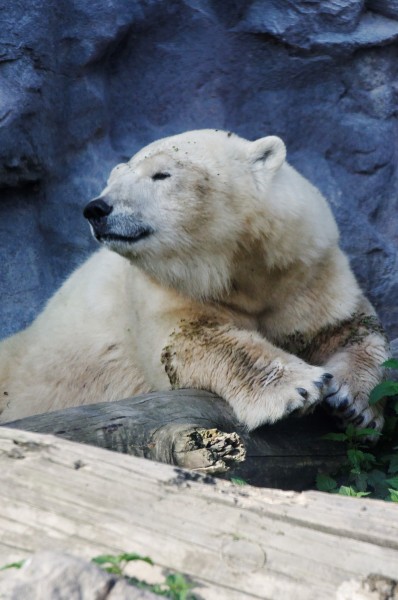 憨态可掬的北极熊图片(13张)