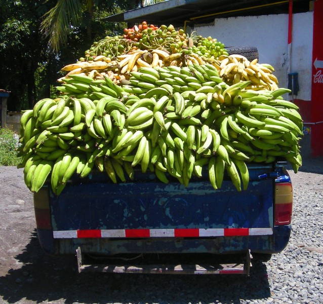 未成熟的绿色香蕉图片(10张)
