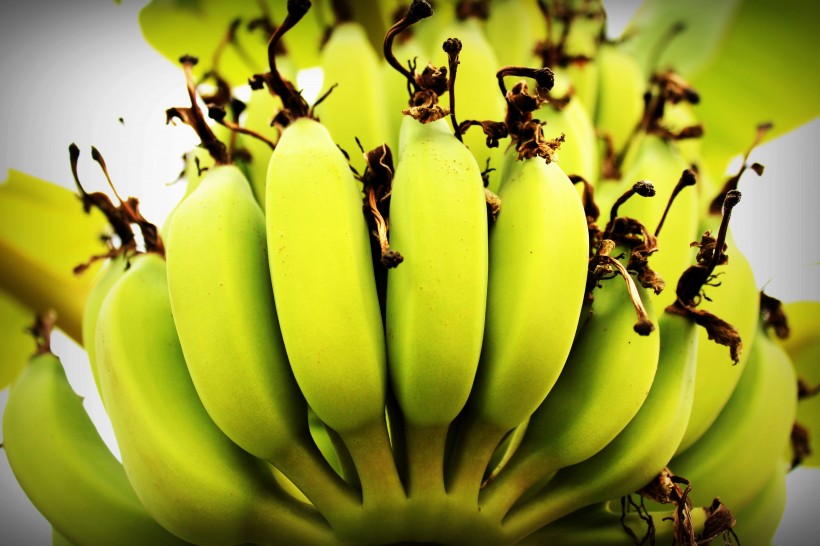 未成熟的绿色香蕉图片(10张)