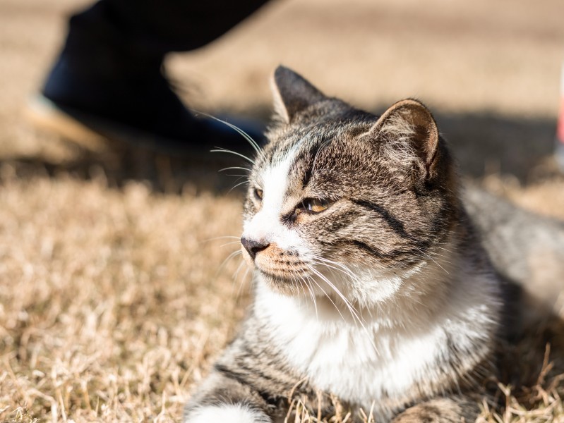 草地上的灰猫图片(12张)