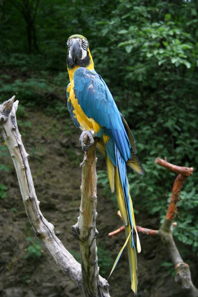 蓝翅金刚鹦鹉图片(13张)