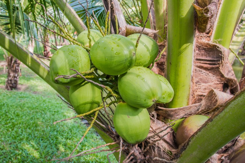 椰树上的椰子图片(12张)