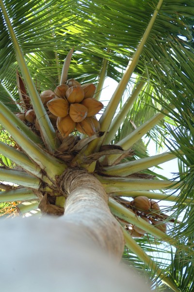 椰树上的椰子图片(12张)