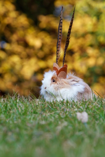 可爱的胖兔子图片(10张)