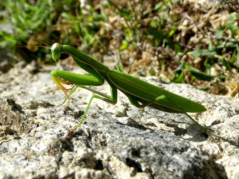 浑身绿色的螳螂图片(15张)