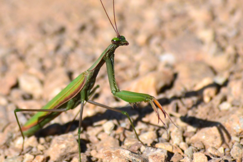浑身绿色的螳螂图片(15张)