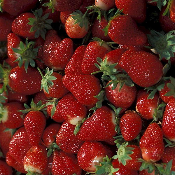 鲜红酸甜可口的草莓图片(15张)