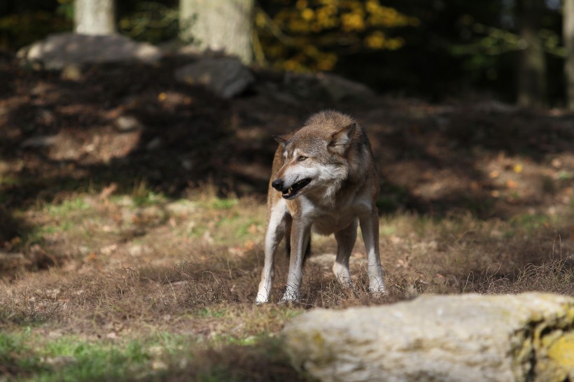 森林里的野狼图片(14张)