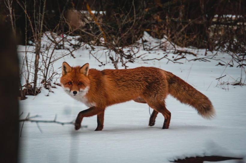 狡猾的尖嘴狐狸图片(9张)
