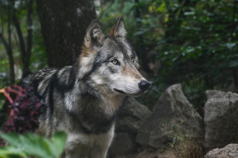 森林里的野狼图片(14张)