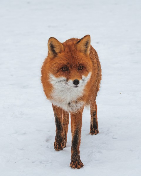 狡猾的尖嘴狐狸图片(9张)