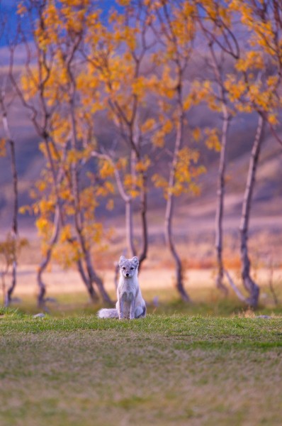 狡猾的尖嘴狐狸图片(9张)