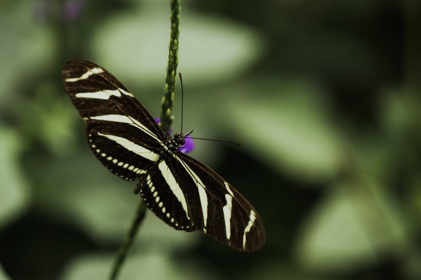 美丽的蝴蝶图片(19张)