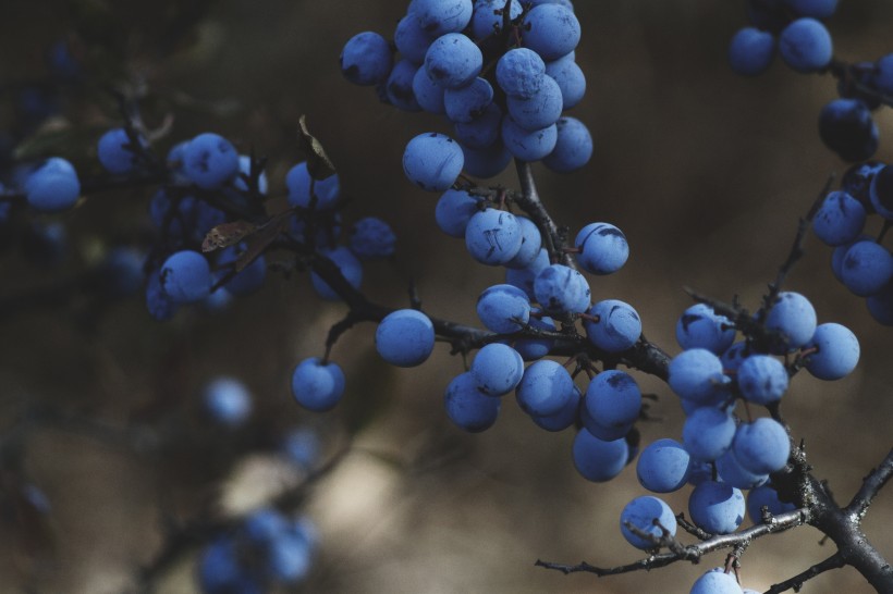 树枝上的蓝莓图片(15张)